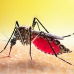 Mosquito Infestation — Everything You Need to Know