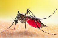 Mosquito Infestation — Everything You Need to Know