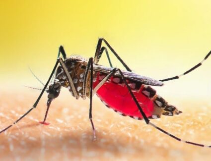 Mosquito Infestation — Everything You Need to Know