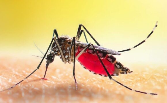 Mosquito Infestation — Everything You Need to Know