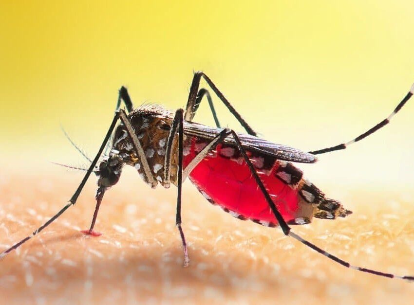 Mosquito Infestation — Everything You Need to Know