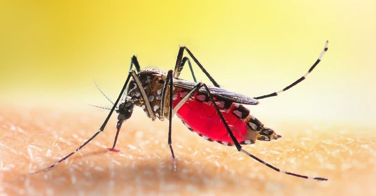 Mosquito Infestation — Everything You Need to Know